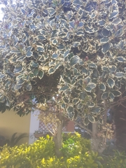 Osmanthus heterophyllus