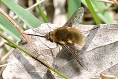 Bombylius medius