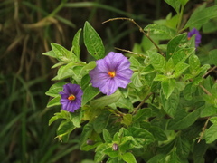 Lycianthes lycioides