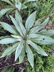 Verbascum speciosum