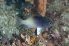 Chrysiptera rollandi