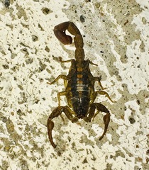 Centruroides baergi