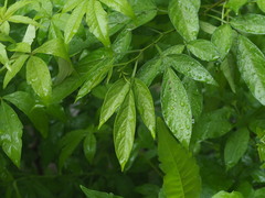 Ohwia caudata