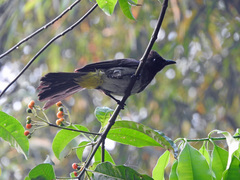 Pycnonotus barbatus tricolor