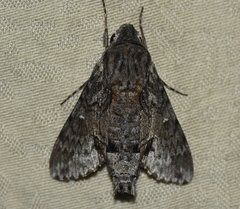 Cautethia grotei