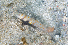 Amblyeleotris guttata