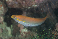 Stethojulis interrupta