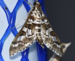 Epipagis forsythae