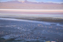 Phoenicoparrus andinus