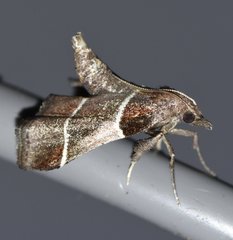 Penthesilea difficilis