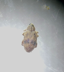 Orchestes steppensis