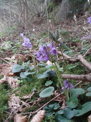 Soldanella montana