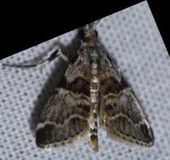 Tallula watsoni