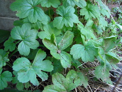 Pelargonium transvaalense