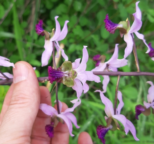 Eulophia cristata