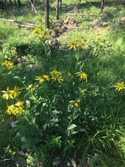 Verbesina helianthoides