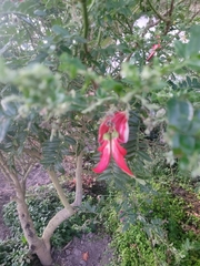 Clianthus puniceus