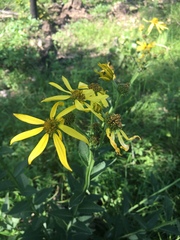 Verbesina helianthoides