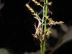 Hierodula membranacea