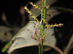 Hierodula membranacea