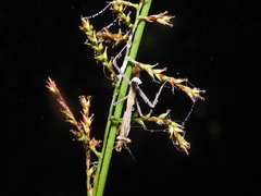 Hierodula membranacea