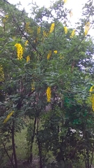 Laburnum anagyroides