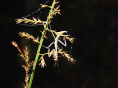 Hierodula membranacea