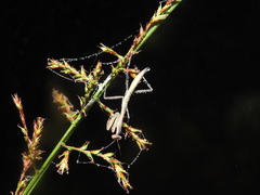 Hierodula membranacea