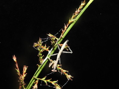 Hierodula membranacea