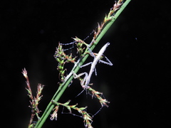 Hierodula membranacea