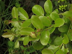 Xylosma spiculifera