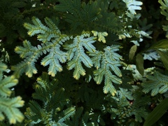 Selaginella uncinata