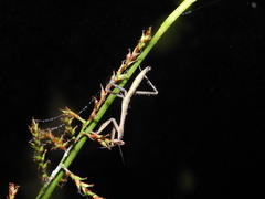 Hierodula membranacea