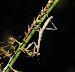 Hierodula membranacea