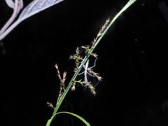 Hierodula membranacea