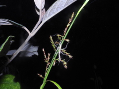 Hierodula membranacea