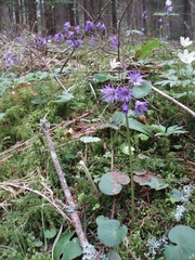 Soldanella montana