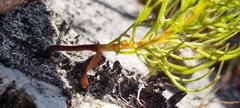 Serruria florida