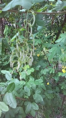 Laburnum anagyroides