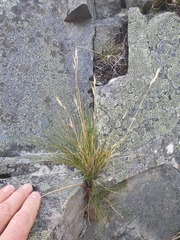 Rytidosperma buchananii