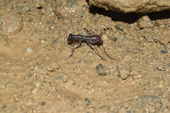 Tricondyla macrodera