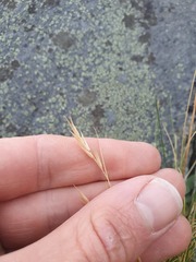 Rytidosperma buchananii