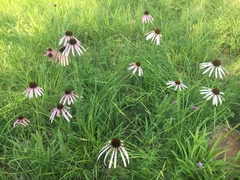 Echinacea simulata