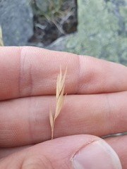 Rytidosperma buchananii