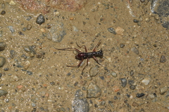 Tricondyla macrodera