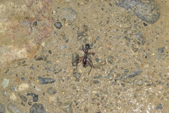 Tricondyla macrodera