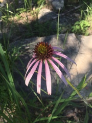 Echinacea simulata