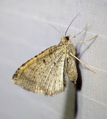 Macaria multilineata