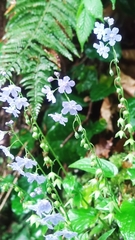 Omphalodes cappadocica