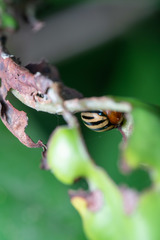 Plagiodera septemvittata